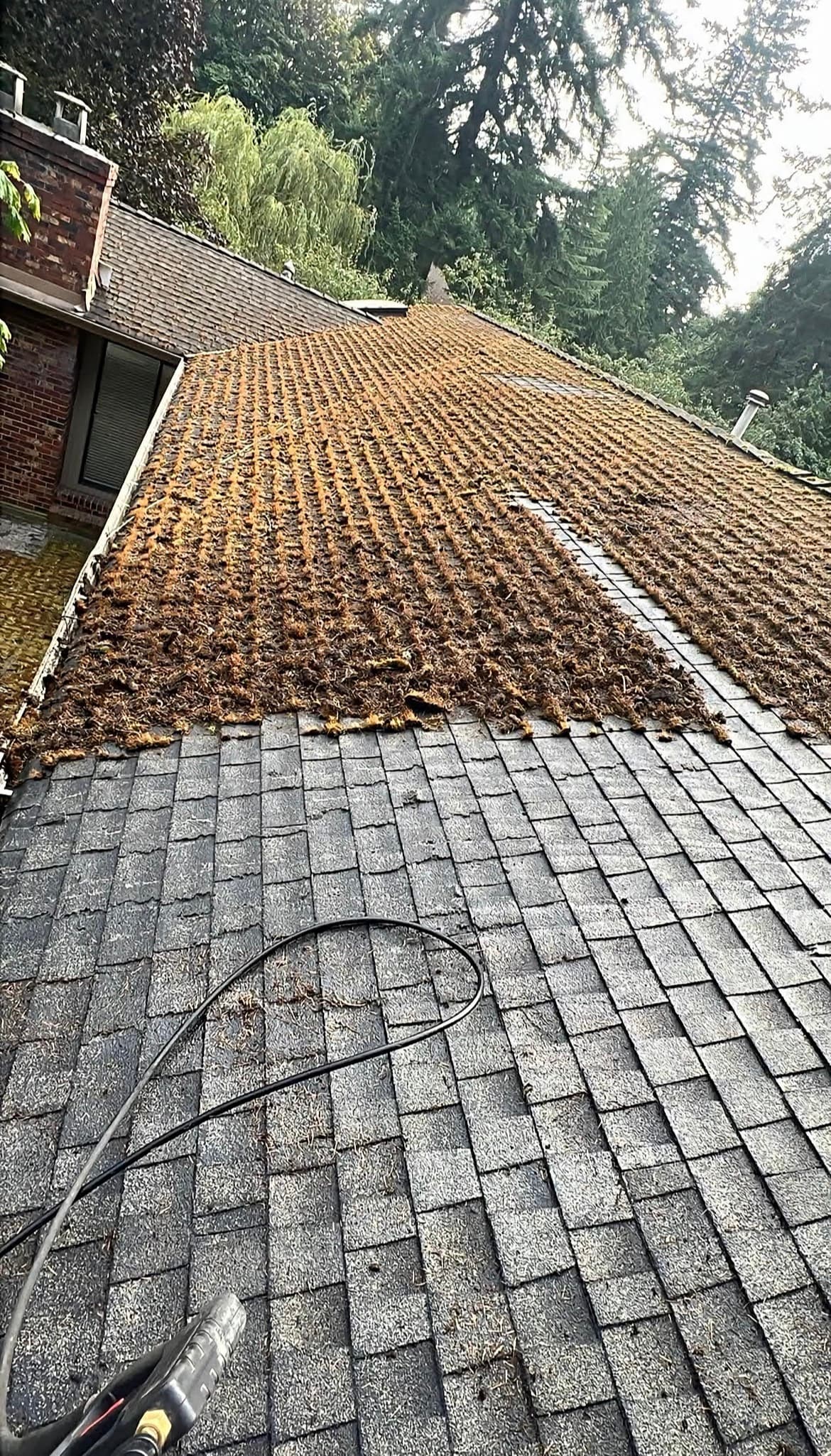 Pressure washer cleaning thick brown moss off a shingled roof to reveal gray shingles.